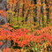 ブナ平の紅葉