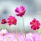 みんなの花畑