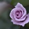 微睡む秋薔薇