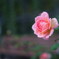 Autumn rose