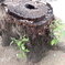 再生の試み