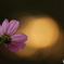to emit light