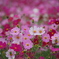 満開秋桜