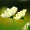 Forever lovers✿花の丘
