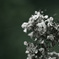 １０月の紫陽花