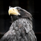 Steller's Sea Eagle