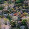 赤城山紅葉1