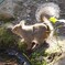 陽射しとリス