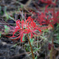 DSC02331. 野辺に咲く