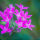 DSC08131. 静かに咲く