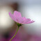 やすらぎの時✿COSMOS
