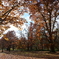 紅葉の鳥沼公園