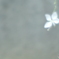 「滲む白蝶・・・」