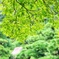 緑の中のみどり