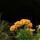 Marigold 2