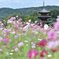 秋桜と塔と