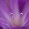 地には花 4