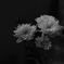 白菊