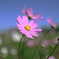 油ヶ淵水辺公園のコスモス＃８