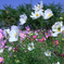 油ヶ淵水辺公園のコスモス＃１０