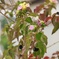 ランタナの紅葉