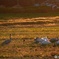 夕陽に染まる白鳥