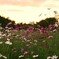 夕焼けの秋桜