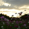 夕焼けの秋桜Ⅱ