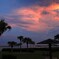 椰子の夕暮れ - ②