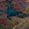 圓光寺の紅葉、2024年。