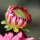 園の花