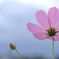 秋色に誘われて✿花の丘2025