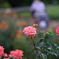バラ_神代植物公園