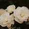 秋薔薇