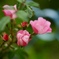 開花予想は明日