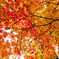 「カエデの紅葉」