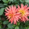 Twin　Dahlia