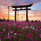 小泉稲荷コスモスの朝焼け