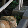 うとうと