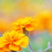 花　８０