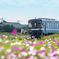 2025年 甘鉄とコスモス 8