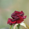 ハロウィンには深紅の薔薇を