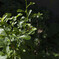 _G9P9223_DxO