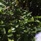 _G9P9217_DxO