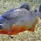 ピラニア・ナッテリー(カワスイ　川崎水族館)