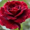 色濃い秋薔薇