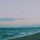 海猫舞う散歩浜