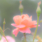 心の洗濯 #26