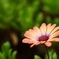 秋色のお花