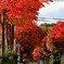 中学校の紅葉